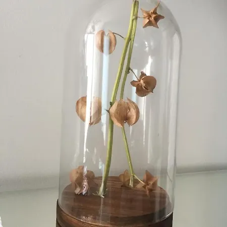 Couette-café Casa Physalis