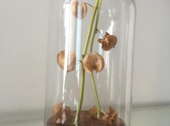 Alojamento de Acomodação e Pequeno-almoço Casa Physalis